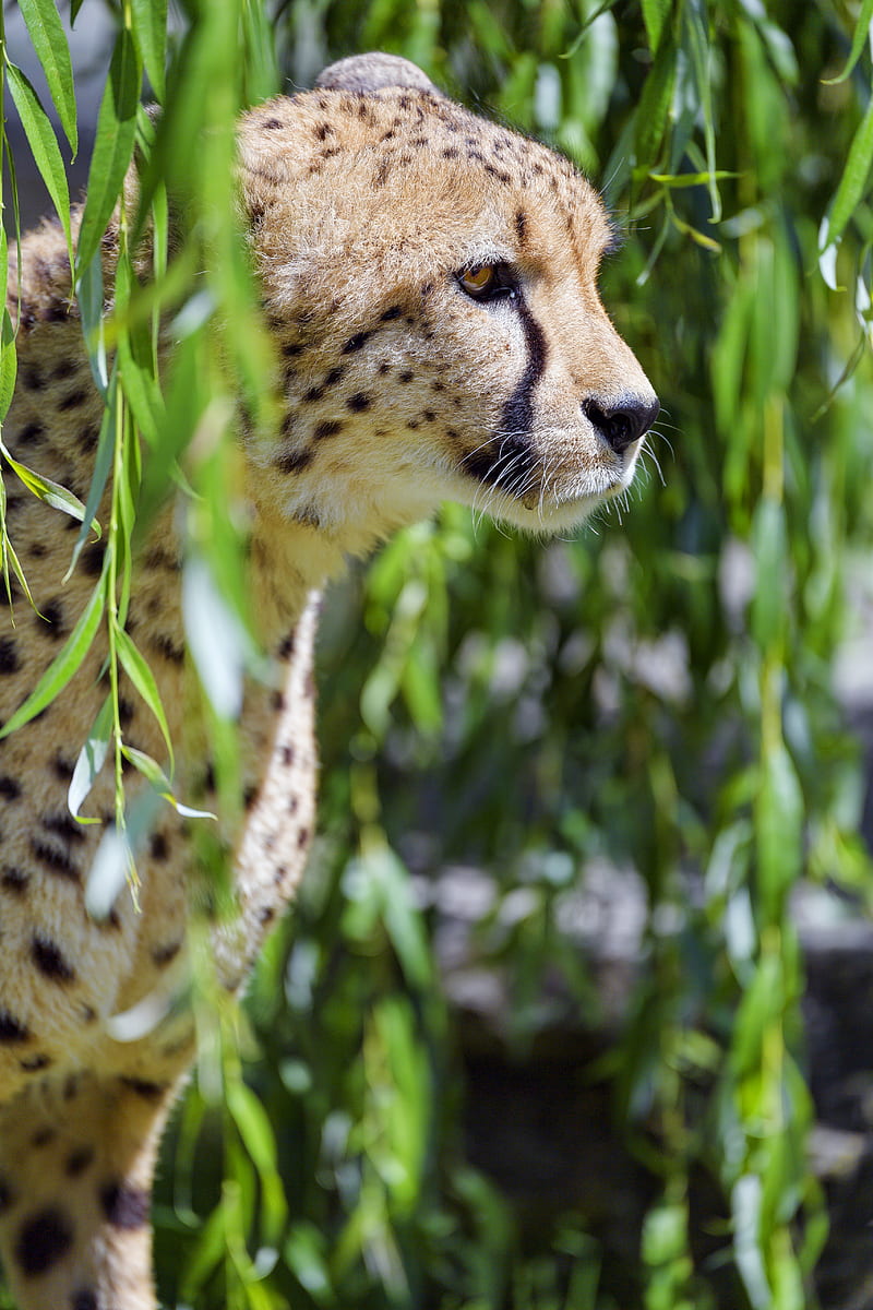 cheetah, big cat, glassy, profile, HD phone wallpaper