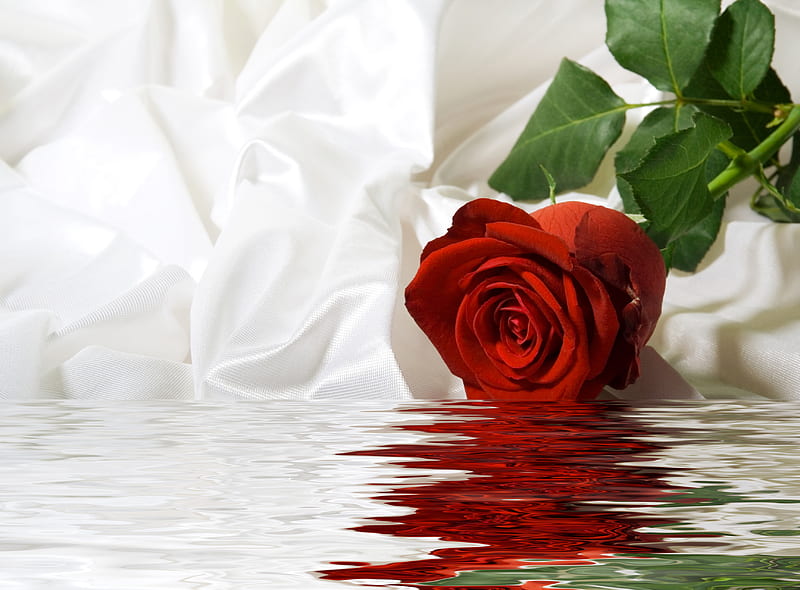 roses red, rose, bonito, elegantly, graphy, nice, cool, water, flower, reflection, white, harmony, HD wallpaper