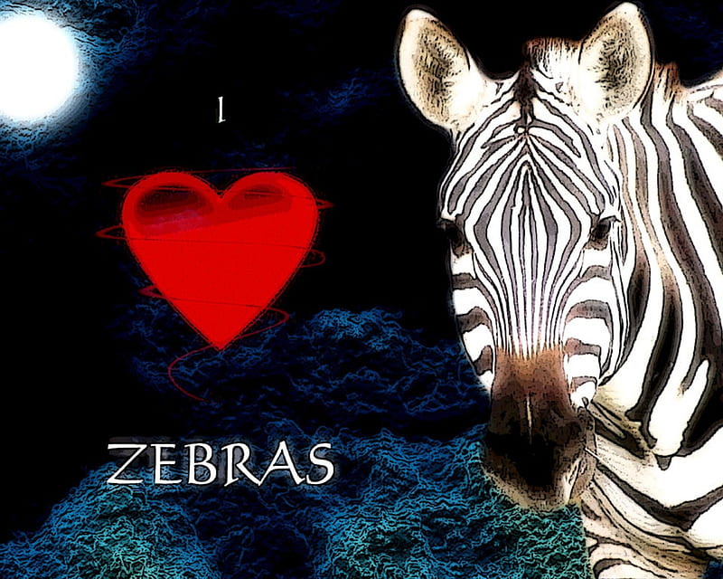 love zebras, furry, zeb, cute, heart, HD wallpaper