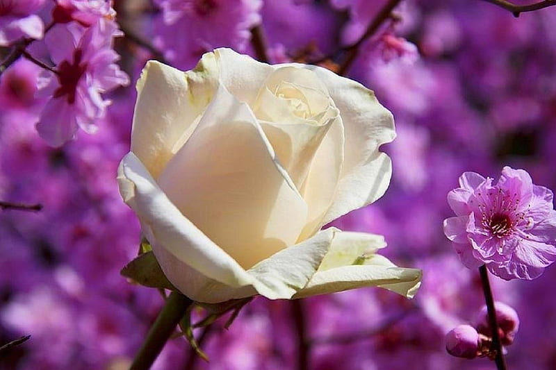 Among the Pink.., lovely still life, white rose, flowers, love four  seasons, HD wallpaper | Peakpx