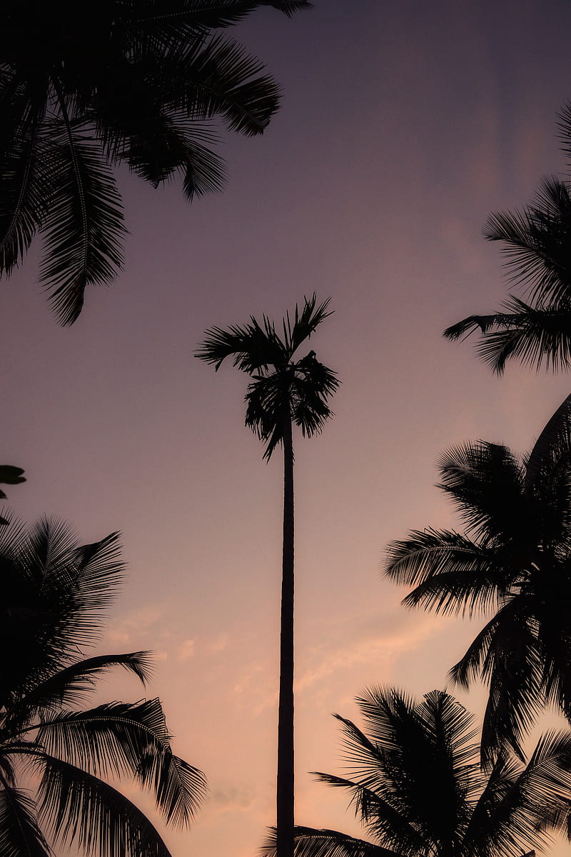 Palm Tree Under Cloudy Sky, HD phone wallpaper
