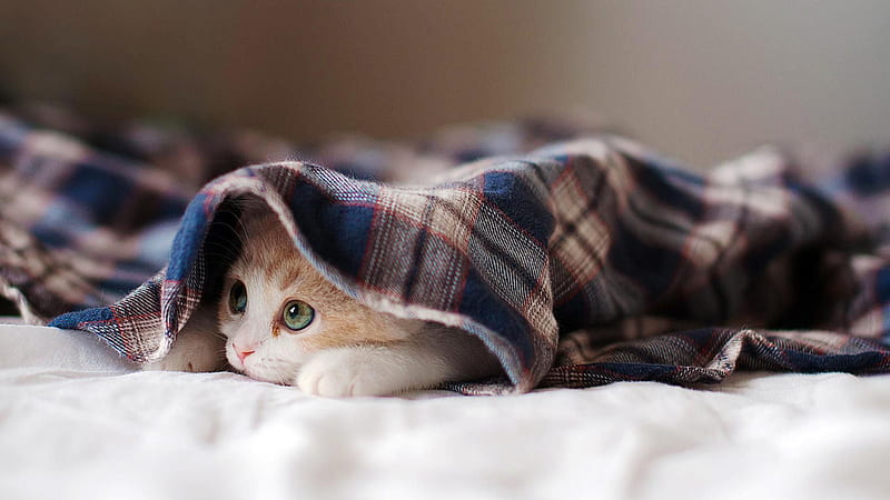 Cute White Cat Kitten Is Lying Down On Bed Inside Cloth Cute Cat, HD wallpaper