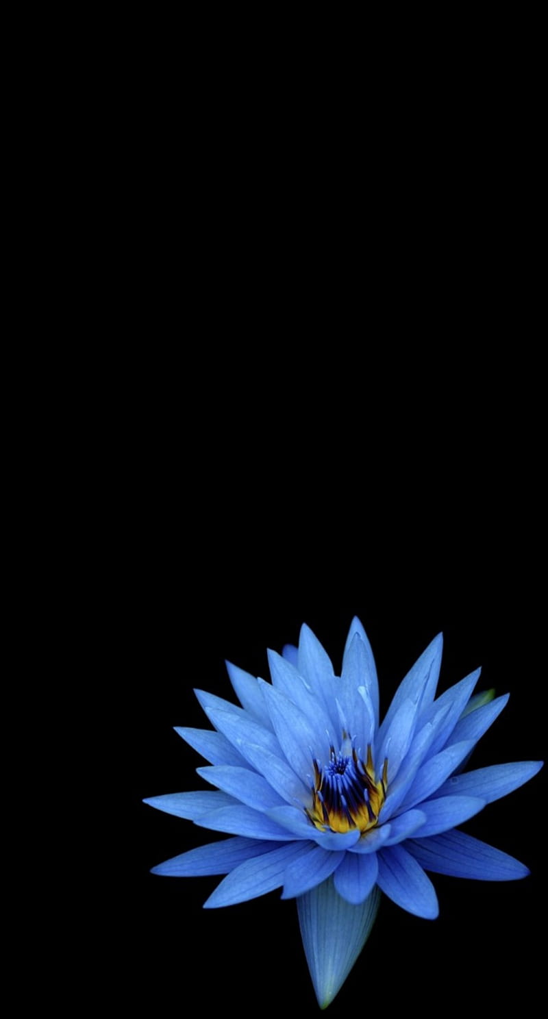 Lotus, flower, blue, beauty, HD phone wallpaper | Peakpx