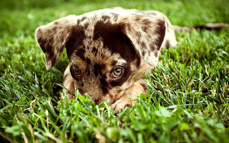 Puppy, hide, grass, animal, cute, young, spots, blue eyes, fur, dog, HD wallpaper