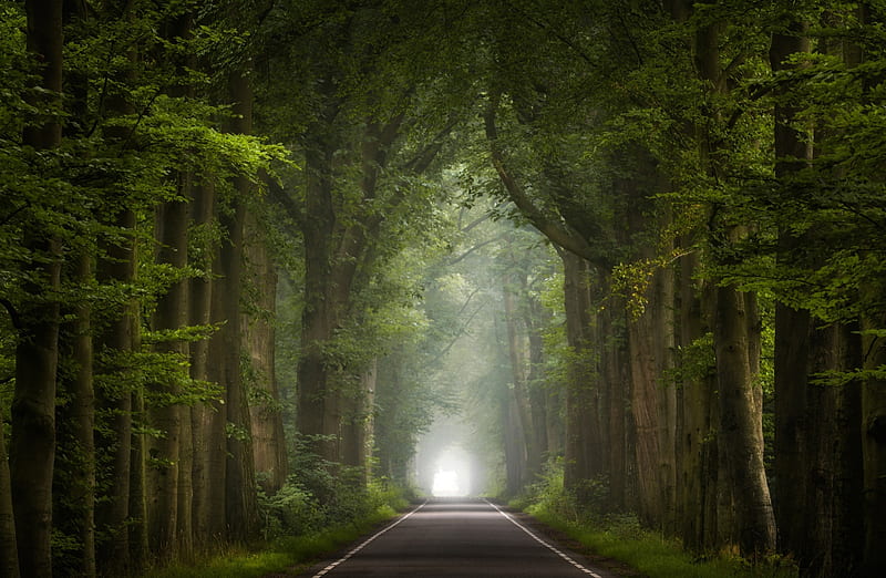 Road, Green Trees, Summer Seasons Ultra, Seasons, Summer, Travel, Nature, bonito, Trees, Forest, Road, Netherlands, Woods, Europe, Scenic, que, HD wallpaper
