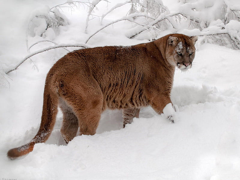 Cougar in the snow, forest, cougar, snow, wild, HD wallpaper