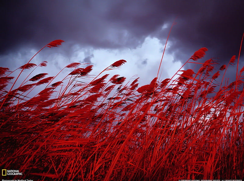 Sea Oats, red, nature, sky, grass, HD wallpaper