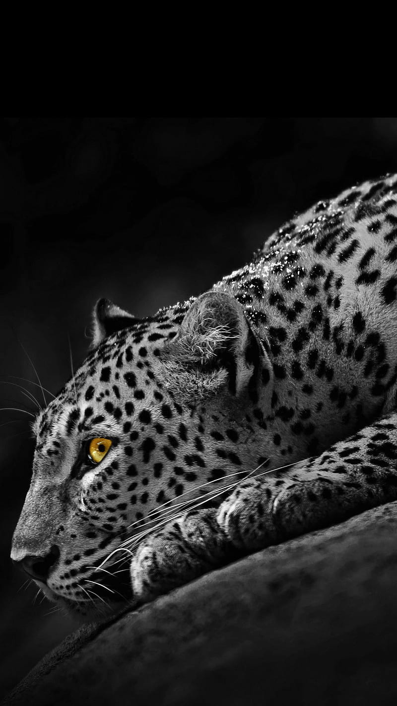 sharp look, animal, black, jaguar, white, wild, HD phone wallpaper