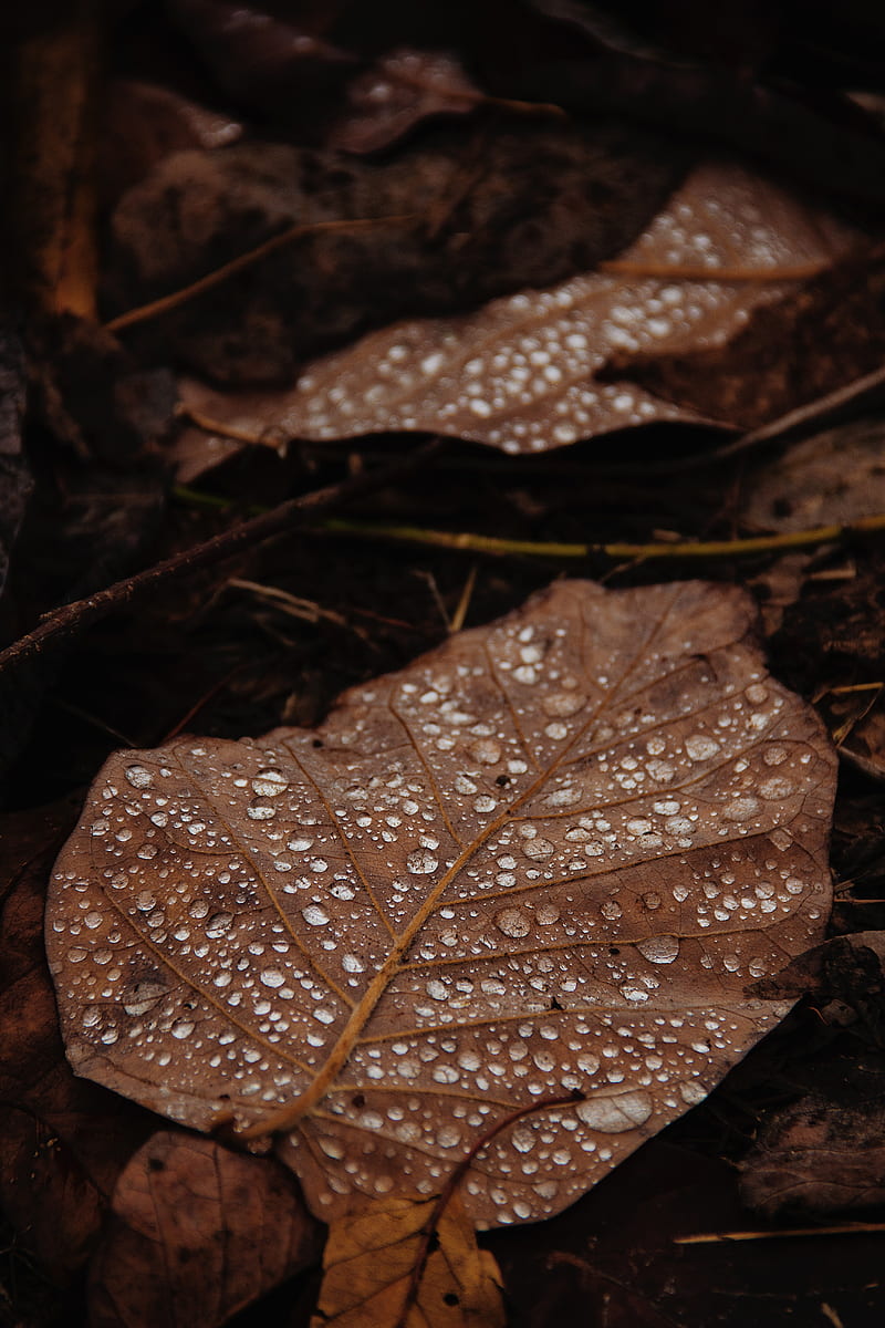 leaves, drops, macro, wet, brown, HD phone wallpaper