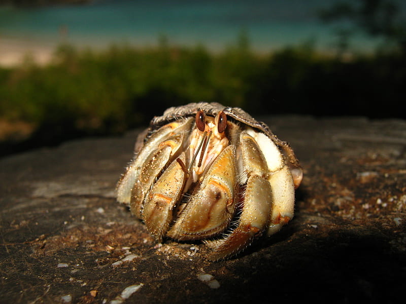 Ecuadorian Hermit Crab (Coenobita compressus) Â· iNaturalist, HD wallpaper