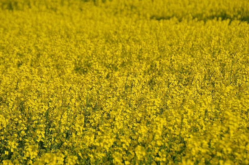 Campo de mostaza 2, amarillo, primavera, mostaza, campo, Fondo de pantalla  HD | Peakpx