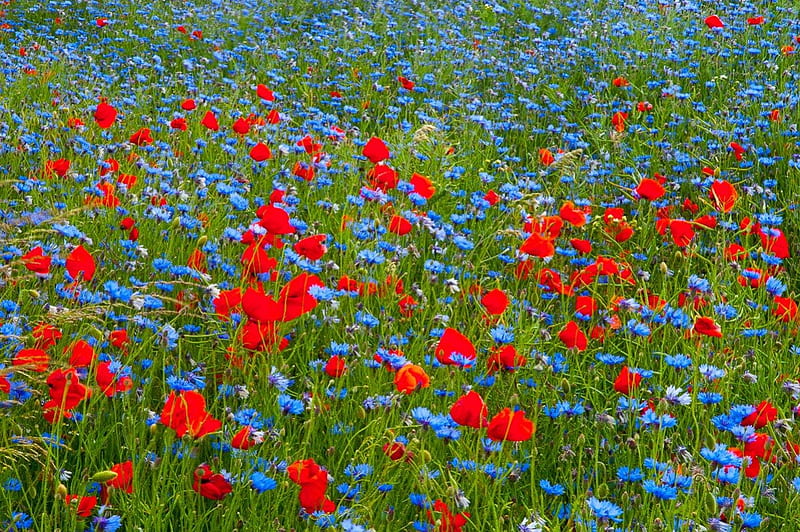 Flower Field, cornflowers, red, poppies, blossoms, blue, HD wallpaper