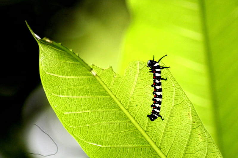 black and white caterpillar on green leaf, HD wallpaper