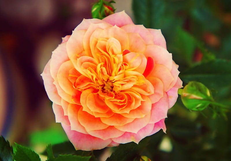 Mandarin Rose, flower, rose, orange, HD wallpaper