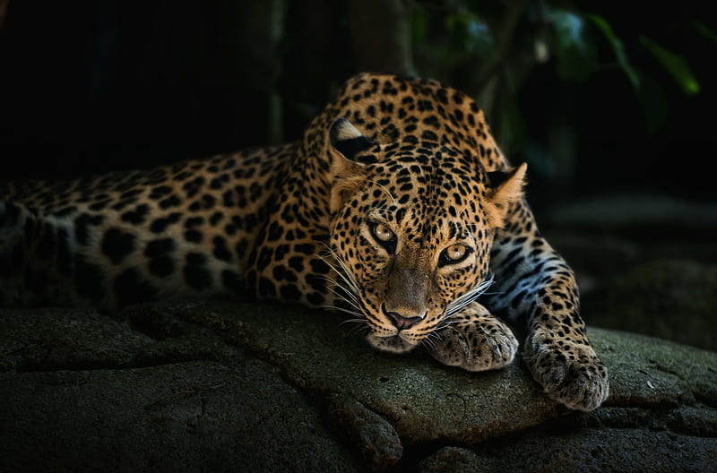 Leopard, leopard, animals, HD wallpaper