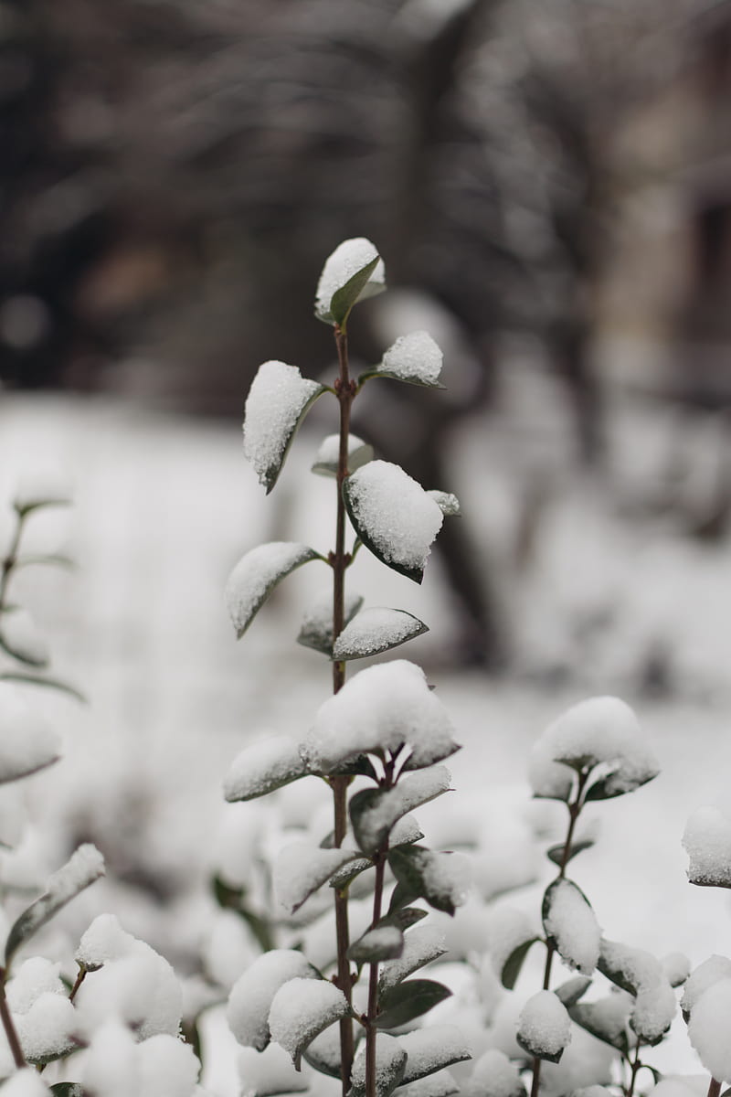 snow covered green leafed plant in selective focus graphy, HD phone wallpaper