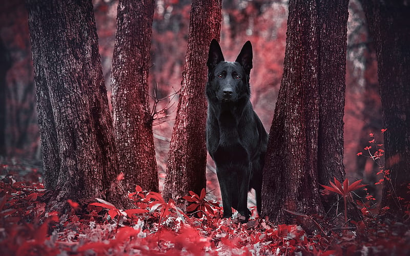 Black German Shepherd, autumn, bokeh, cute animals, forest, German Shepherd, dogs, black dog, German Shepherd Dog, HD wallpaper