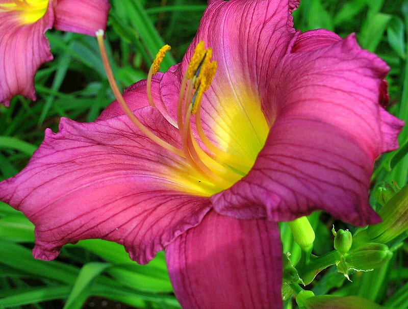 Daylily 'Summer Wine', close-ups, flowers, gardens, blooms, daylily, HD wallpaper