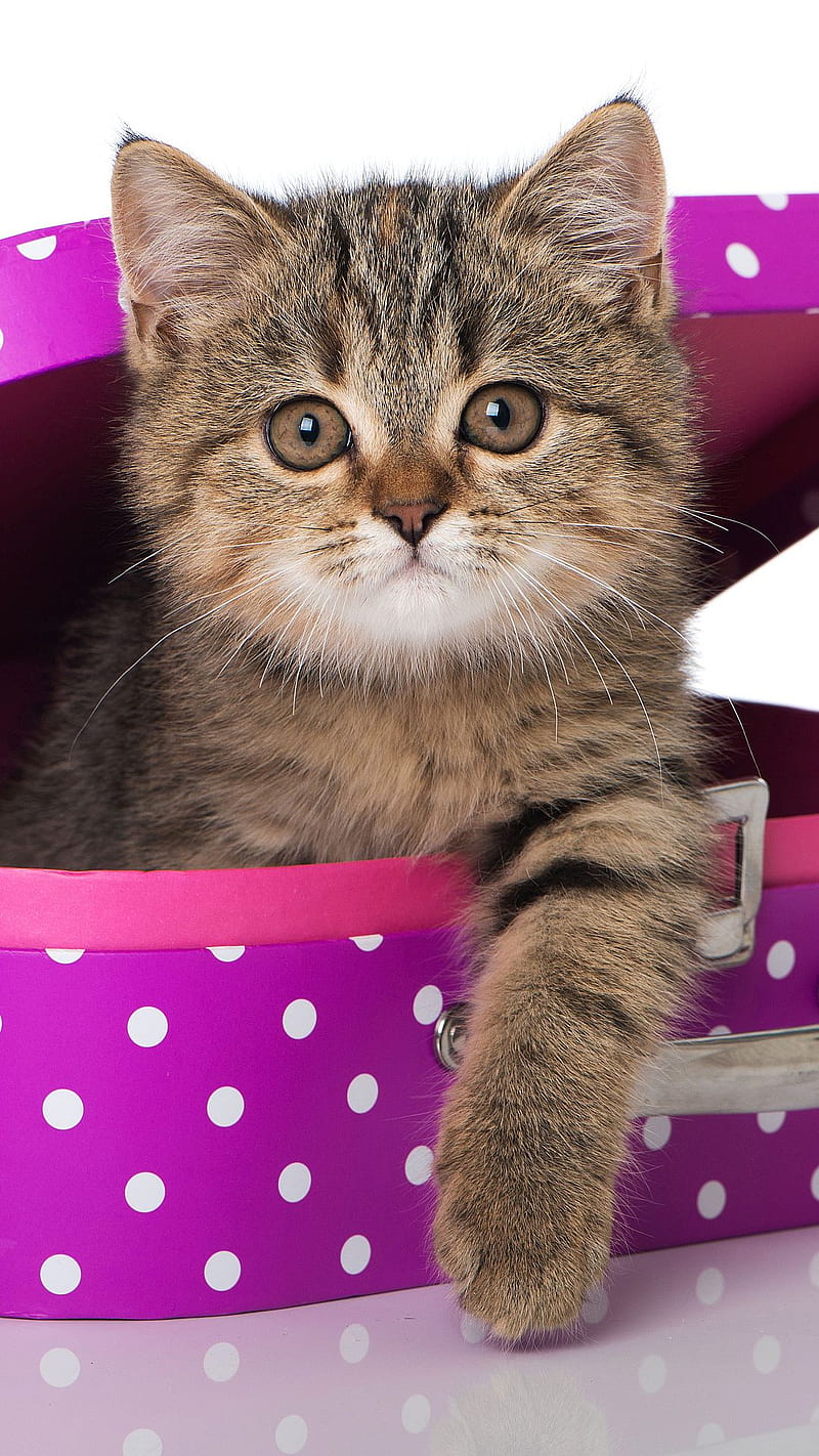 Kitty In A Box, cute, lunch, HD phone wallpaper