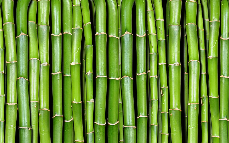 green bamboo texture, macro, bambusoideae sticks, close-up, bamboo textures, bamboo canes, bamboo sticks, green wooden background, horizontal bamboo texture, bamboo, HD wallpaper