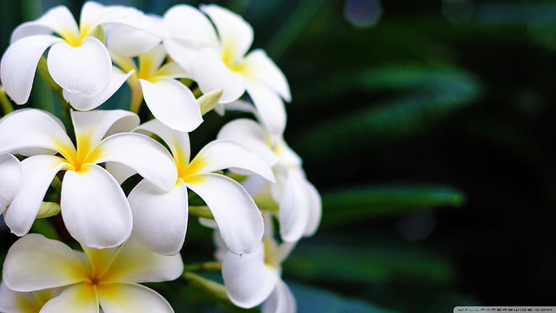 Lovely White Plumeria, plumeria, graphy, white, abstract, HD wallpaper