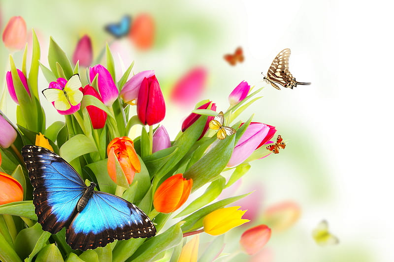 Tulips and butterflies, green, spring, butterflies, tulips, vector, HD ...