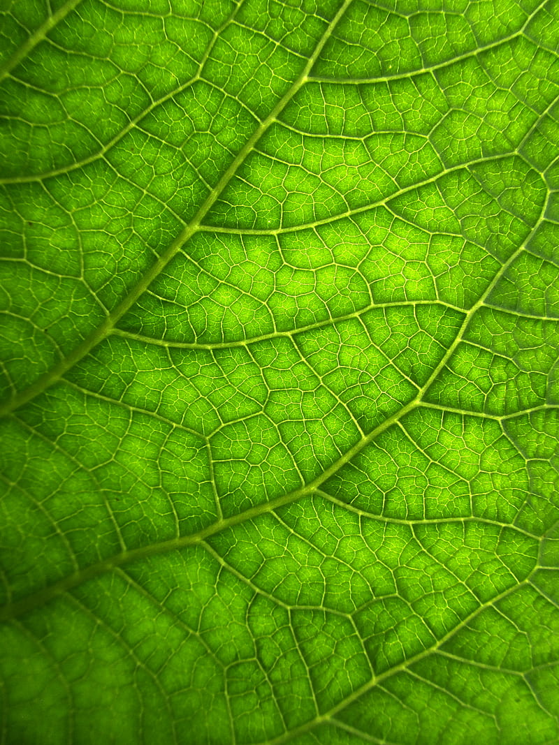 leaf, macro, veins, plant, HD phone wallpaper