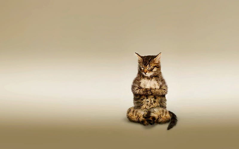 MEDITATING KITTY, MEDITATING, CAT, SITS, SLEEPS, HD wallpaper | Peakpx