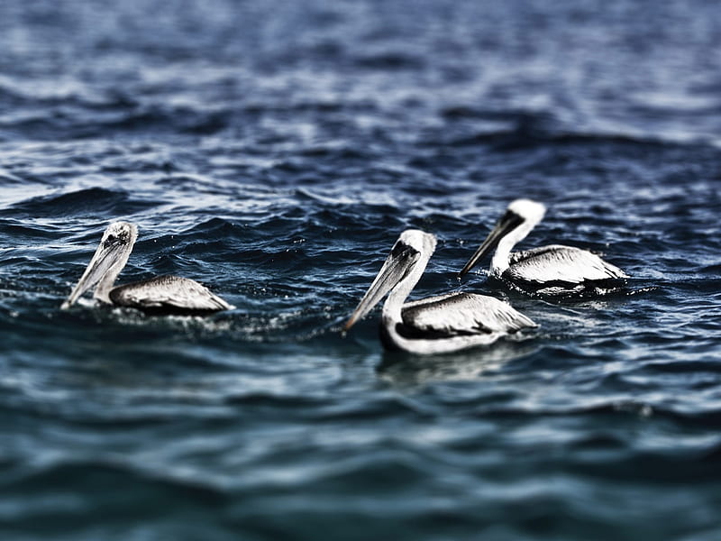 white pelicans-Birds high-definition, HD wallpaper