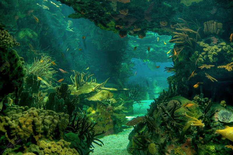Under Water, rocks, fish, shells, sea, seaweed, HD wallpaper