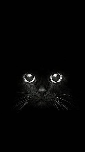 Download Black Cat iPhone 12 Wallpaper  Wallpaperscom