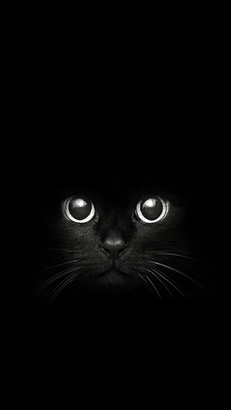 black cat, HD phone wallpaper