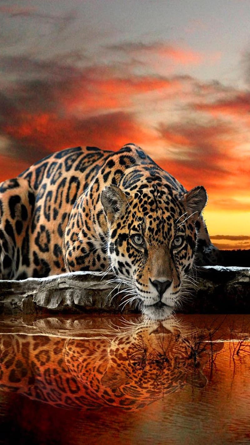 Wild Jaguar , wild jaguar, animal, water, HD phone wallpaper