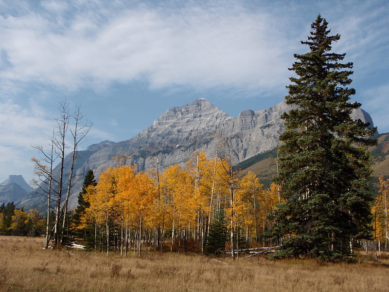 Autumn in Kananaski, shantyman, alberta, kananaski, autumn, HD wallpaper