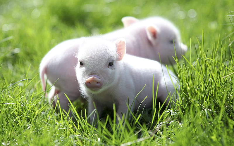 small pigs piglets, piggy, funny animals, pigs, lawn, HD wallpaper