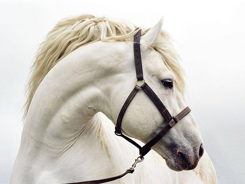 Andalusian Horse Face, HD wallpaper