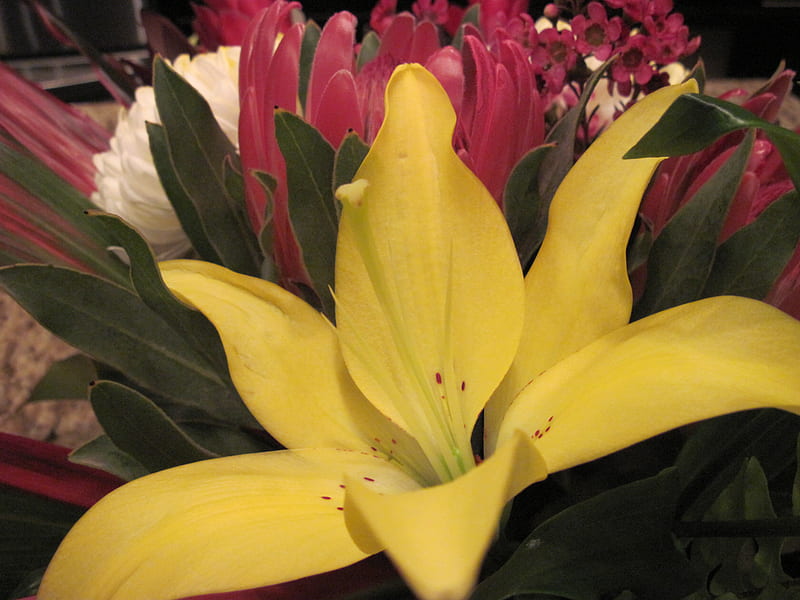 Lily Flowers 56, red, graphy, green, flowers, lily, yellow, white, HD