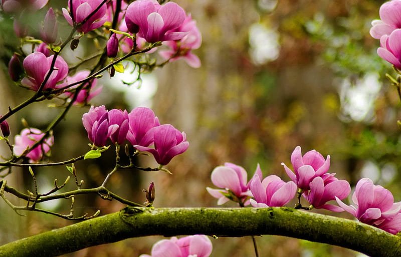 Magnolia tree, pretty, magnolia, lovely, bonito, spring, trees, blossoms, nature, blooming, branches, pink, HD wallpaper