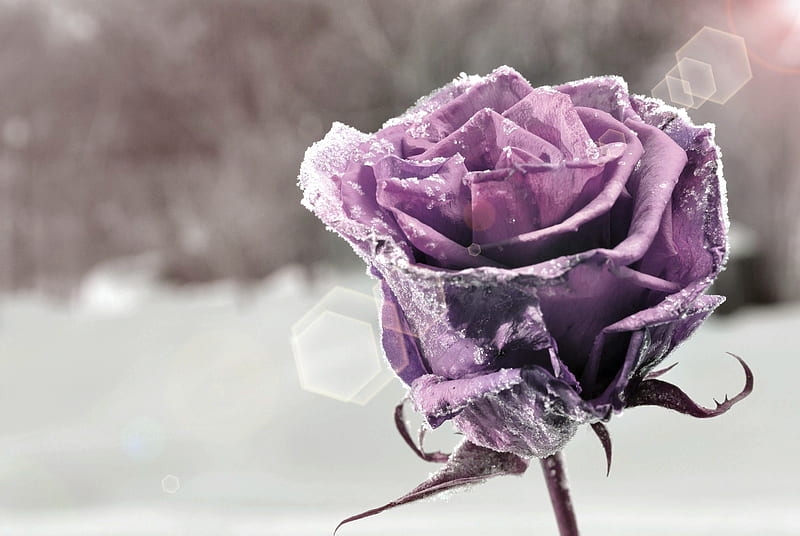 Lavender Rose Frozen Rose Love, Rose, Purple, Snow, Flowers, Frozen, HD wallpaper