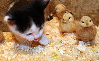 HD many animals wallpapers | Peakpx HD many animals wallpapers | Peakpx