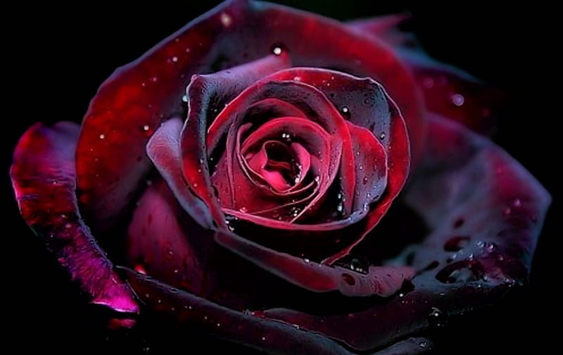 Velvet Rose, rose, velvet, flower, nature, gorgeous, HD wallpaper