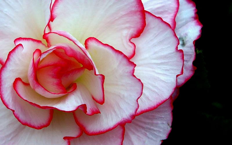 Canada The Thoronto Begonia Flower, Red, Canada, Flower, Begonia, White, Thoronto, HD wallpaper