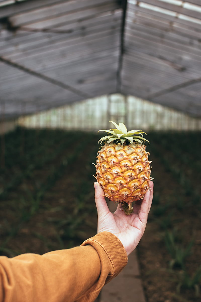 pineapple farm, hand, tropical fruit, Food, HD phone wallpaper