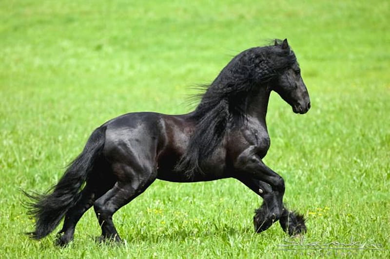 Belleza extrema 1, caballos, frisón, holandés, negro, Fondo de pantalla HD  | Peakpx