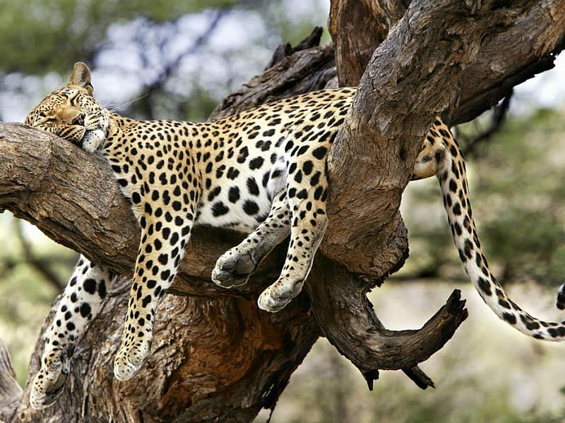 Jaguar sleeping on a tree, yellow, grass, high, savannah, HD wallpaper