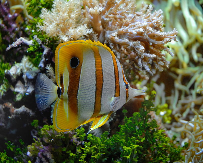 COPPERBAND BUTTERFLY FISH, yellow, strips, white, fish, HD wallpaper COPPERBAND BUTTERFLY FISH, yellow, strips, white, fish, HD wallpaper