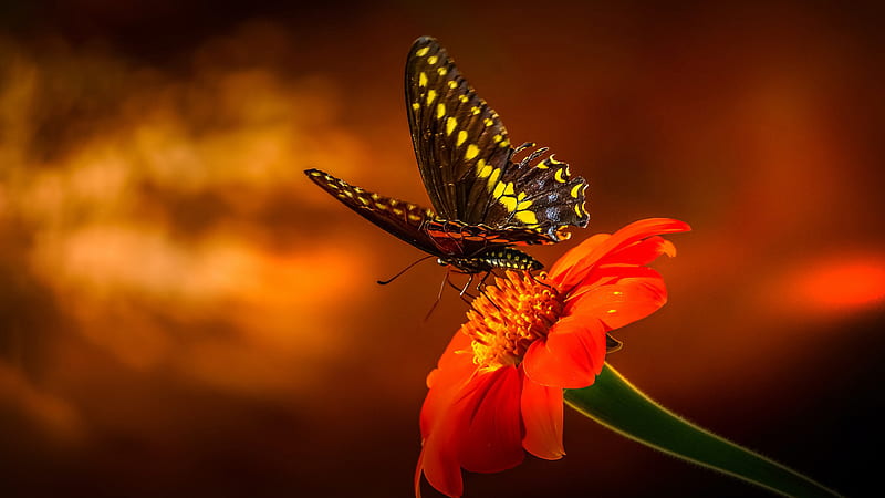 Yellow Black Swallowtail Butterfly On Orange Flowers In Blur Background Butterfly, HD wallpaper