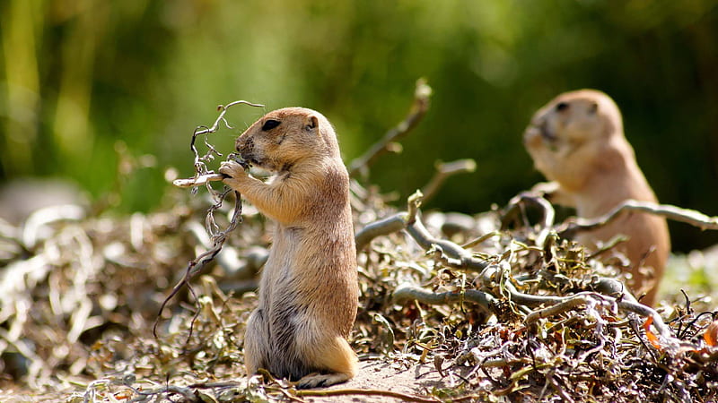 Two Funny Gophers Standing Eating Wood Piece Funny, HD wallpaper