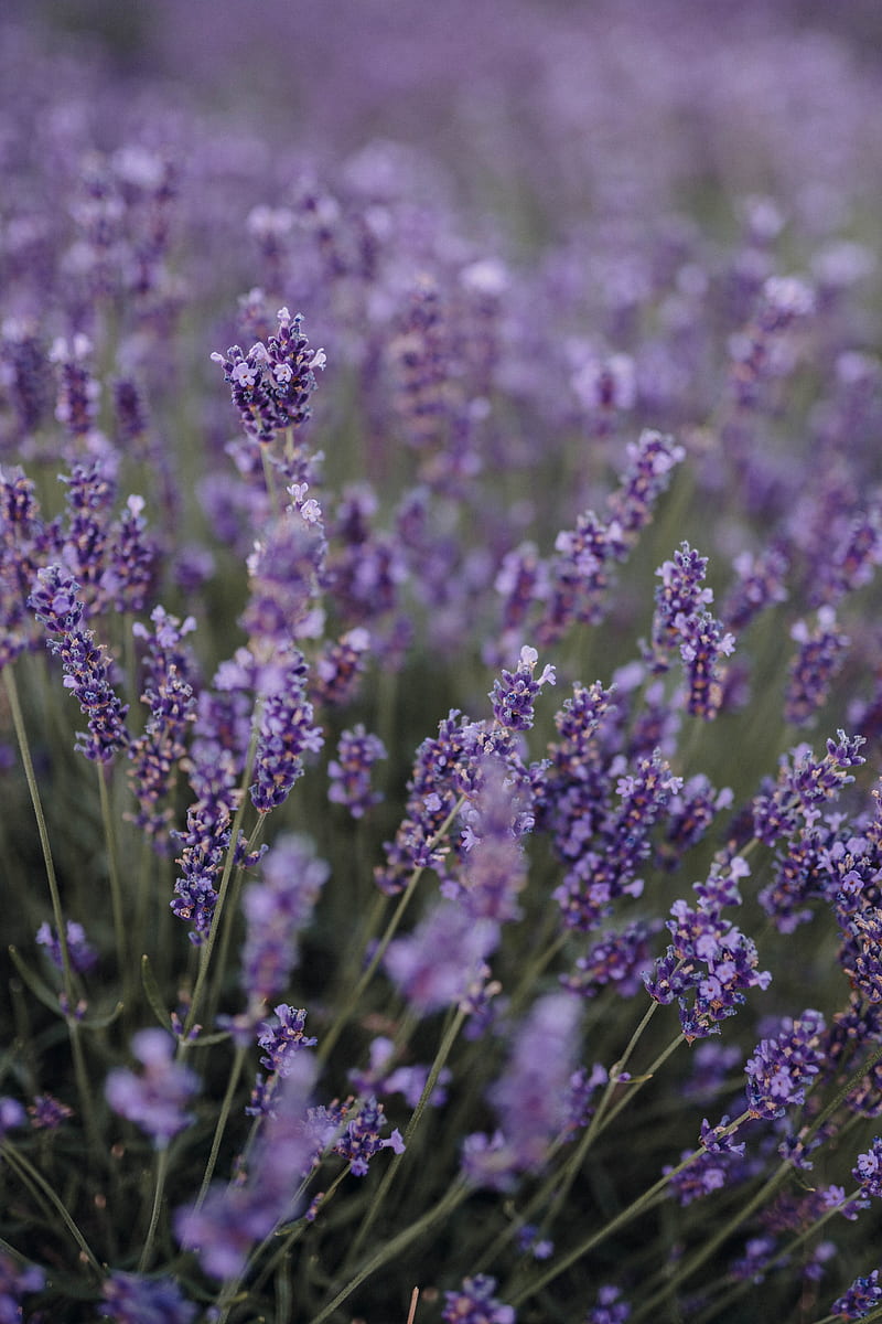 lavender, flowers, field, wildflowers, purple, HD phone wallpaper