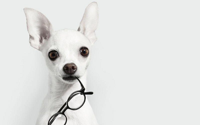 Chihuahua, close-up, glasses, dogs, white chihuahua, cute animals, pets, Chihuahua Dog, HD wallpaper